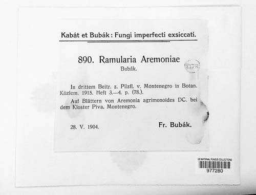 Ramularia aremoniae image